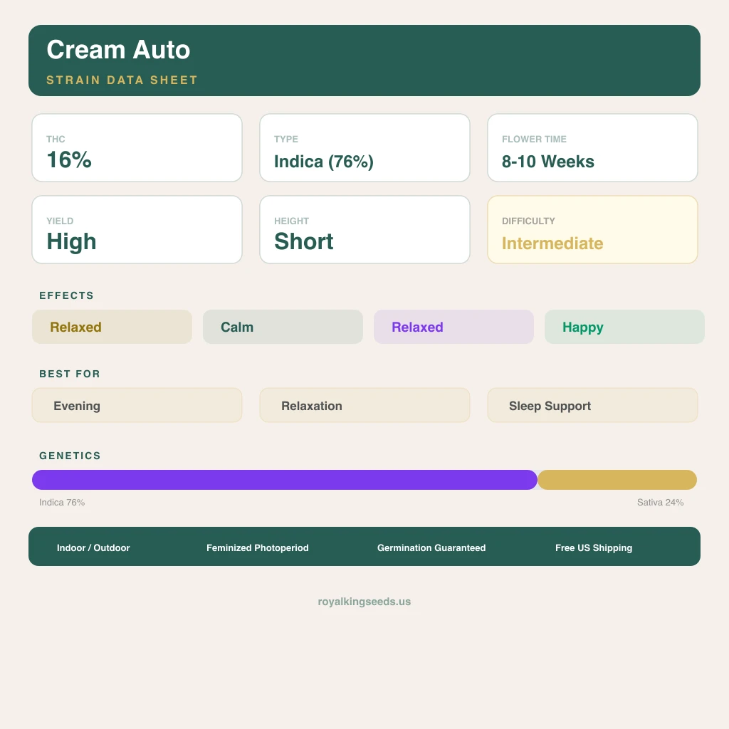 Cream 76% indica / 24% sativa — fleur avec trichomes visibles