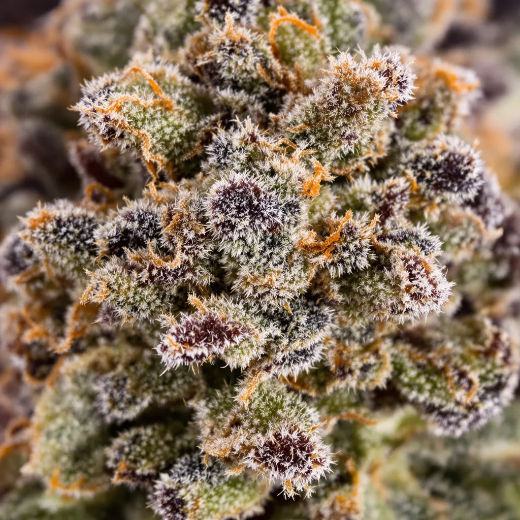 Gros plan de fleur de cannabis Cream montrant calices denses aux reflets violets