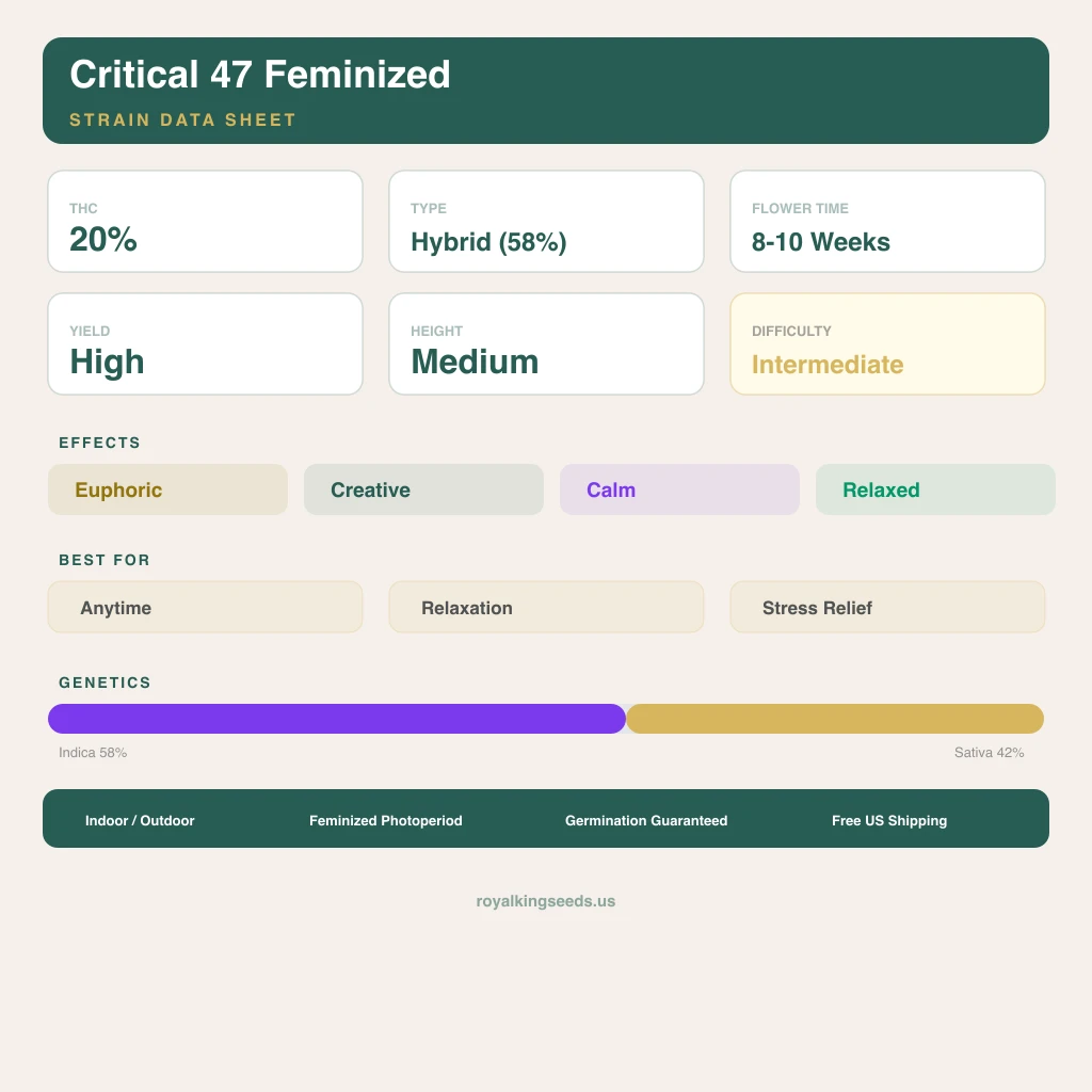 Critical 47 58% indica / 42% sativa — fleur avec trichomes visibles
