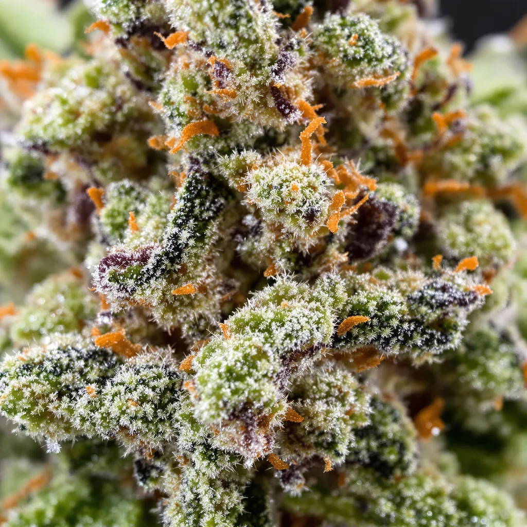 Gros plan de fleur de cannabis Critical 47 montrant structure équilibrée avec trichomes givrés