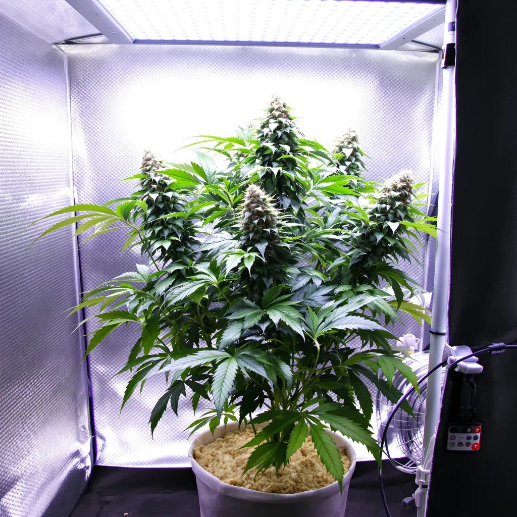 Plante de cannabis Critical Bilbo en floraison — 90-130 cm féminisée
