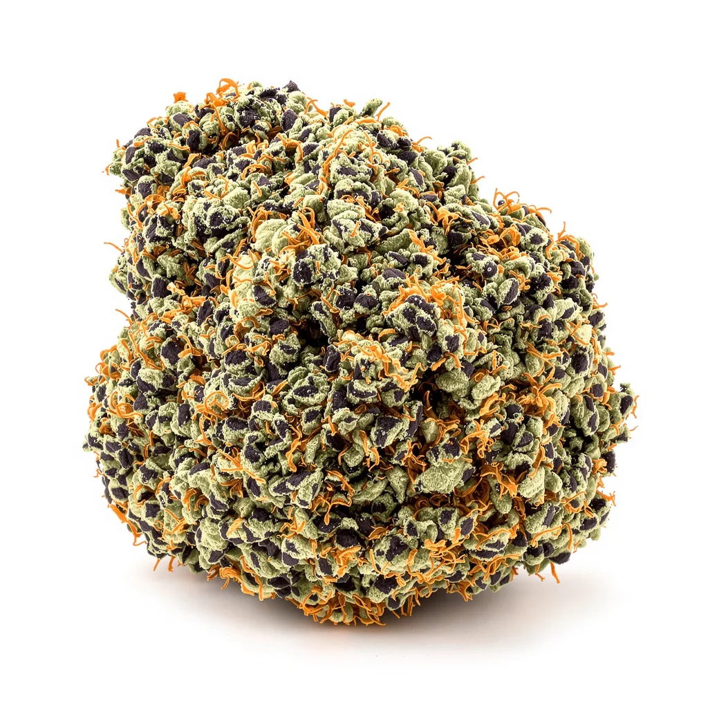 Critical Bilbo 72% indica / 28% sativa — fleur avec trichomes visibles