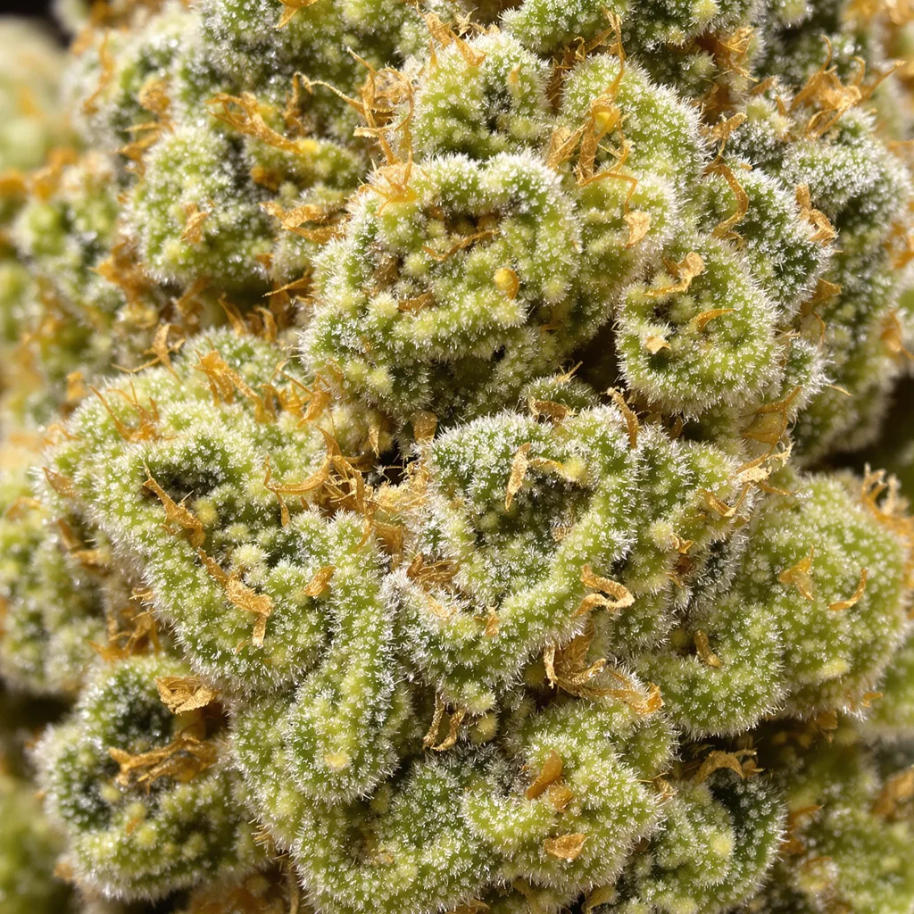 Gros plan de fleur de cannabis Critical Crack montrant structure aérée vert lime