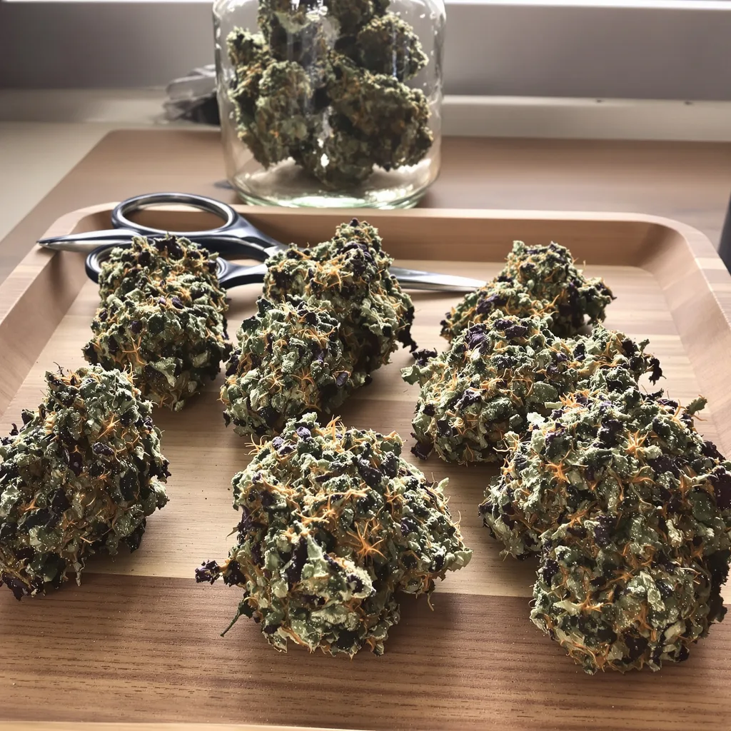Critical Fast Bud 70% indica / 30% sativa — fleur avec trichomes visibles