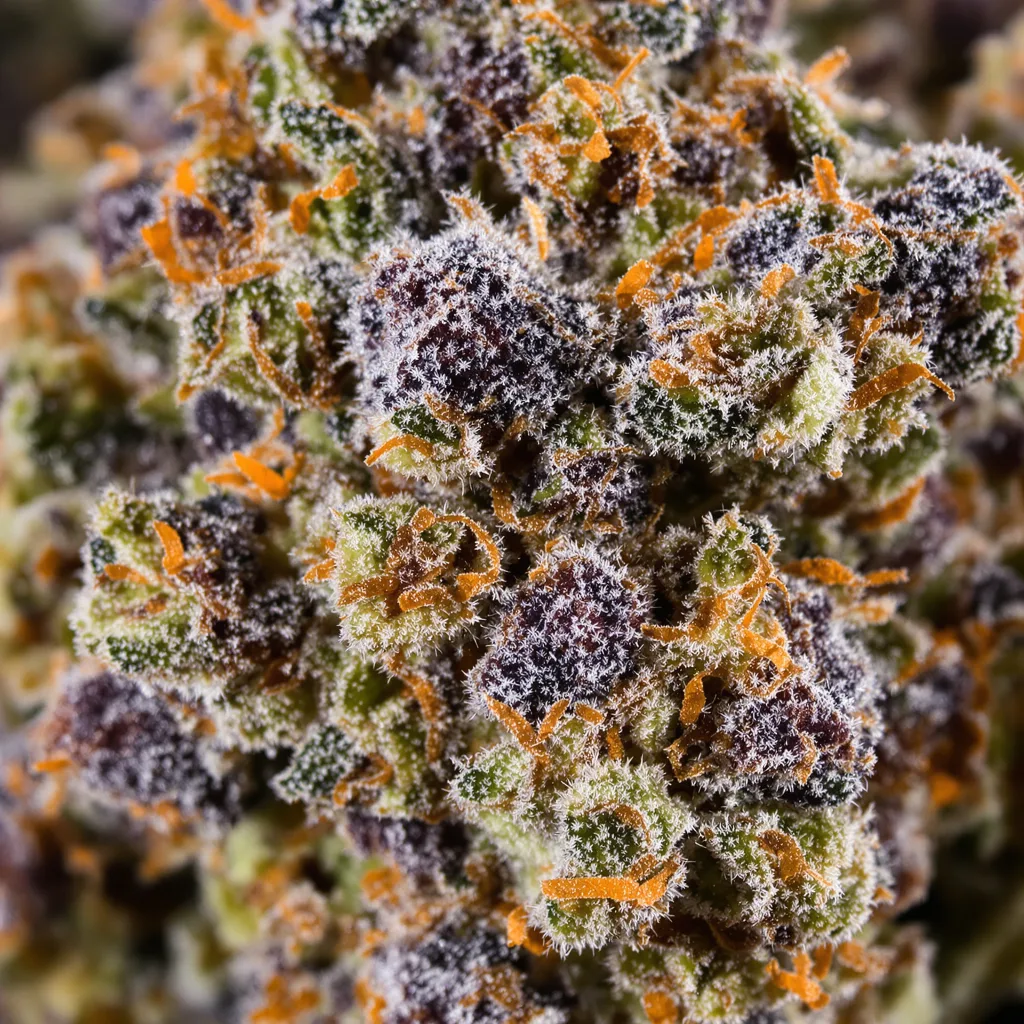 Gros plan de fleur de cannabis Critical Kush montrant calices denses aux reflets violets