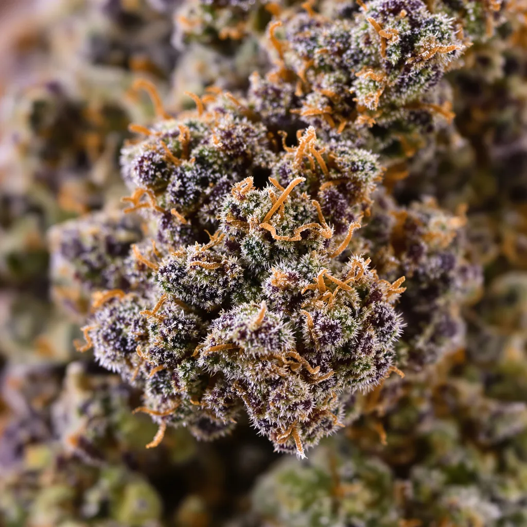 Gros plan de fleur de cannabis Critical Kush montrant calices denses aux reflets violets