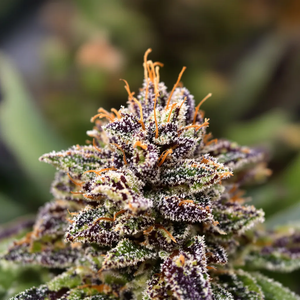 Gros plan de fleur de cannabis Critical Purple montrant calices denses aux reflets violets