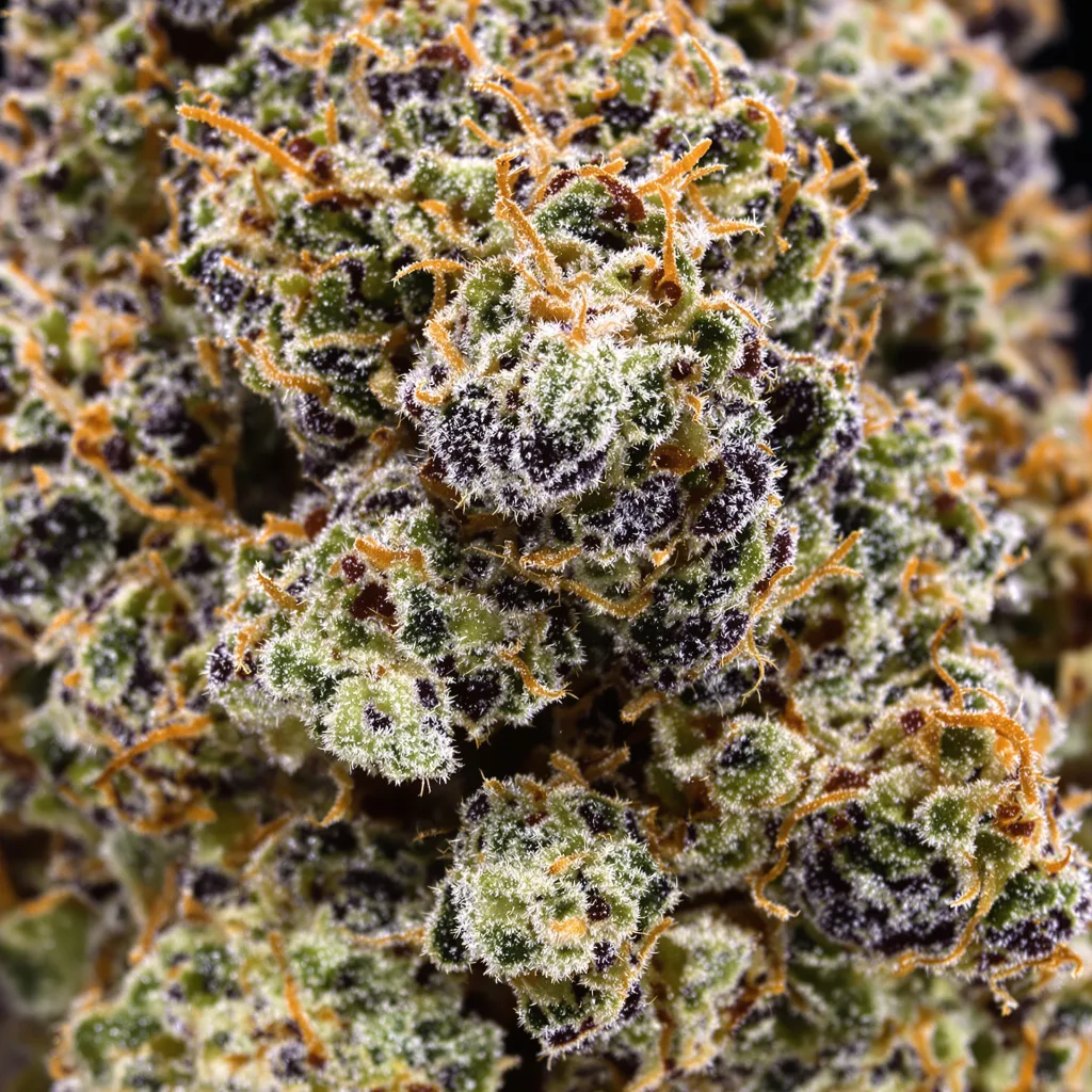 Gros plan de fleur de cannabis Critical Sensi Star montrant calices denses aux reflets violets