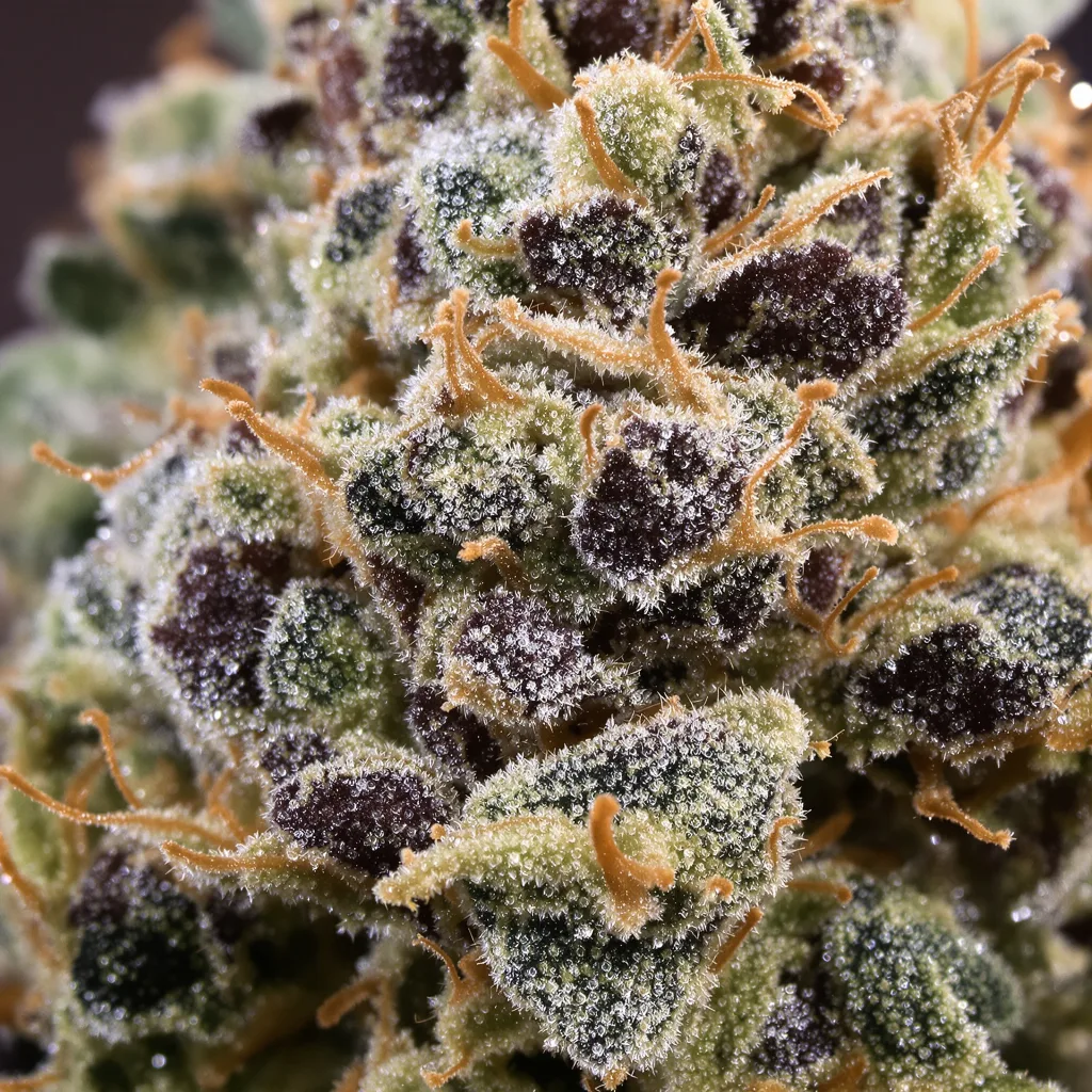 Gros plan de fleur de cannabis Crouching Tiger Hidden Alien montrant calices denses aux reflets violets