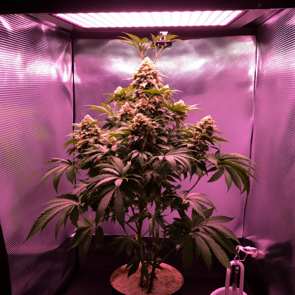 Plante de cannabis Crouching Tiger Hidden Alien en floraison — 90-130 cm féminisée