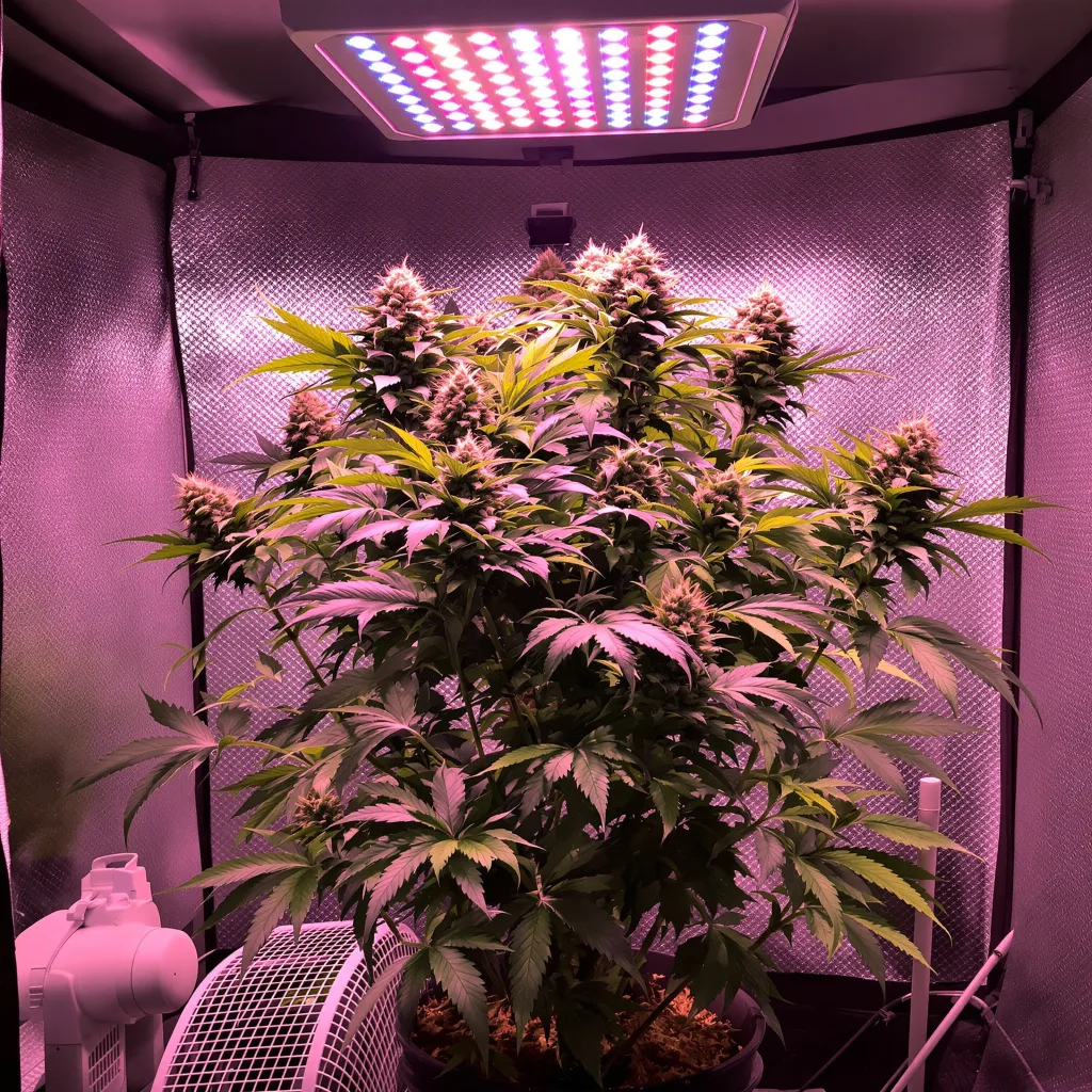 Plante de cannabis Crown OG en floraison — 60-100 cm autofloraison