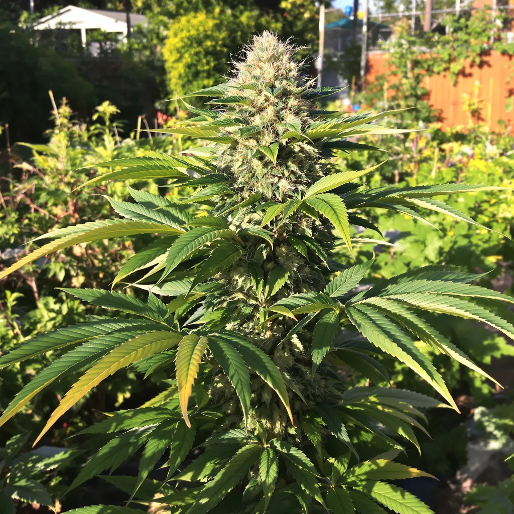 Crown OG 70% indica / 30% sativa — fleur avec trichomes visibles