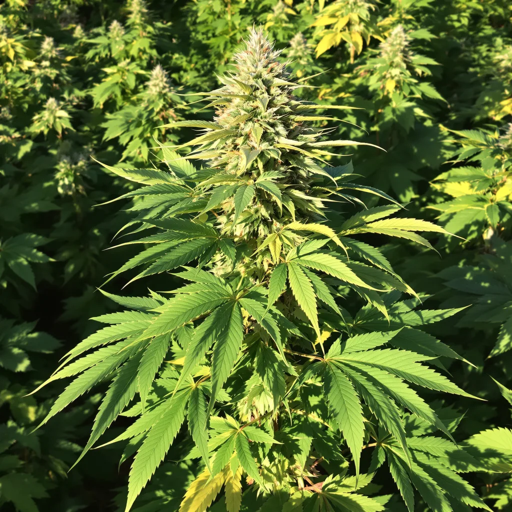 Dairy Queen 82% indica / 18% sativa — fleur avec trichomes visibles