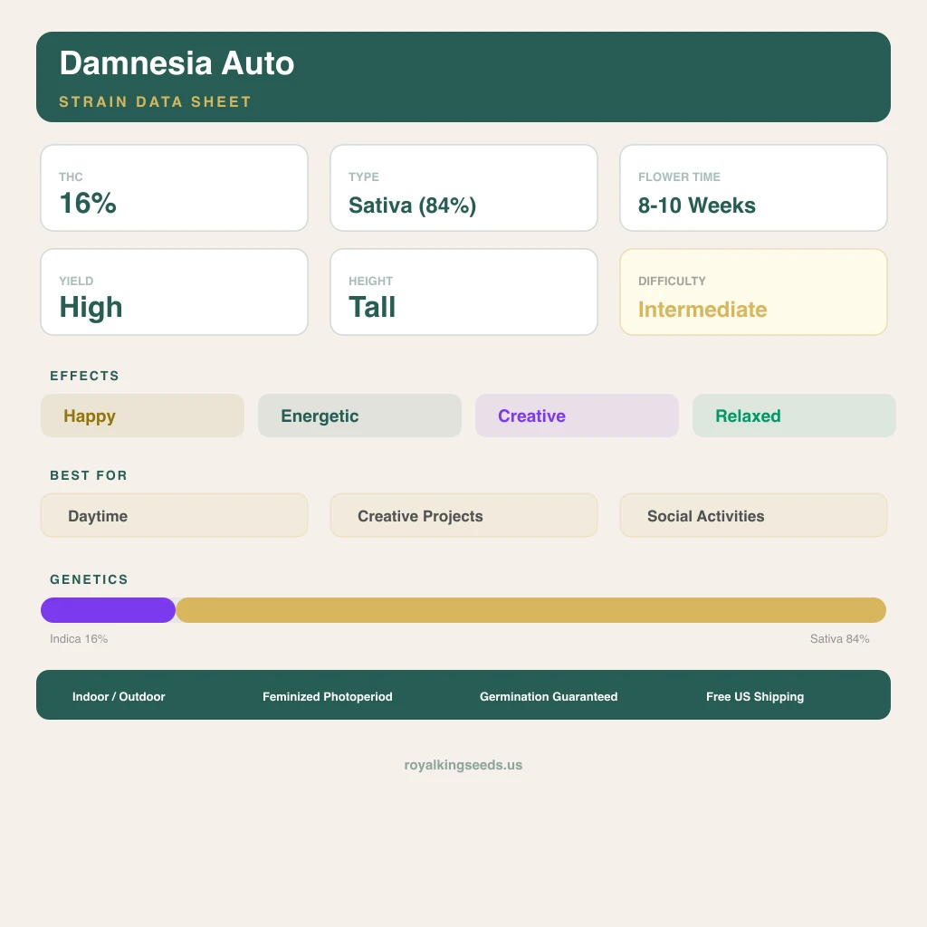 Damnesia 16% indica / 84% sativa — fleur avec trichomes visibles