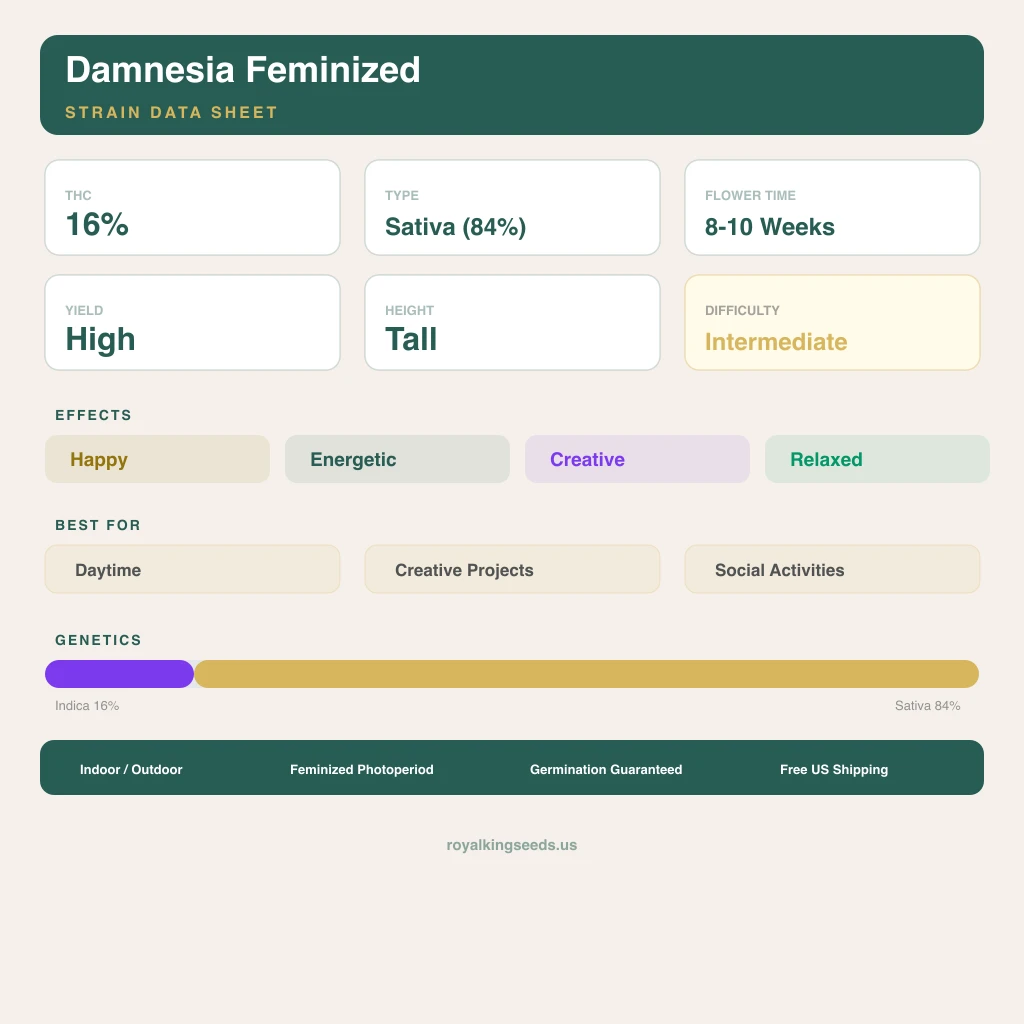 Damnesia 16% indica / 84% sativa — fleur avec trichomes visibles
