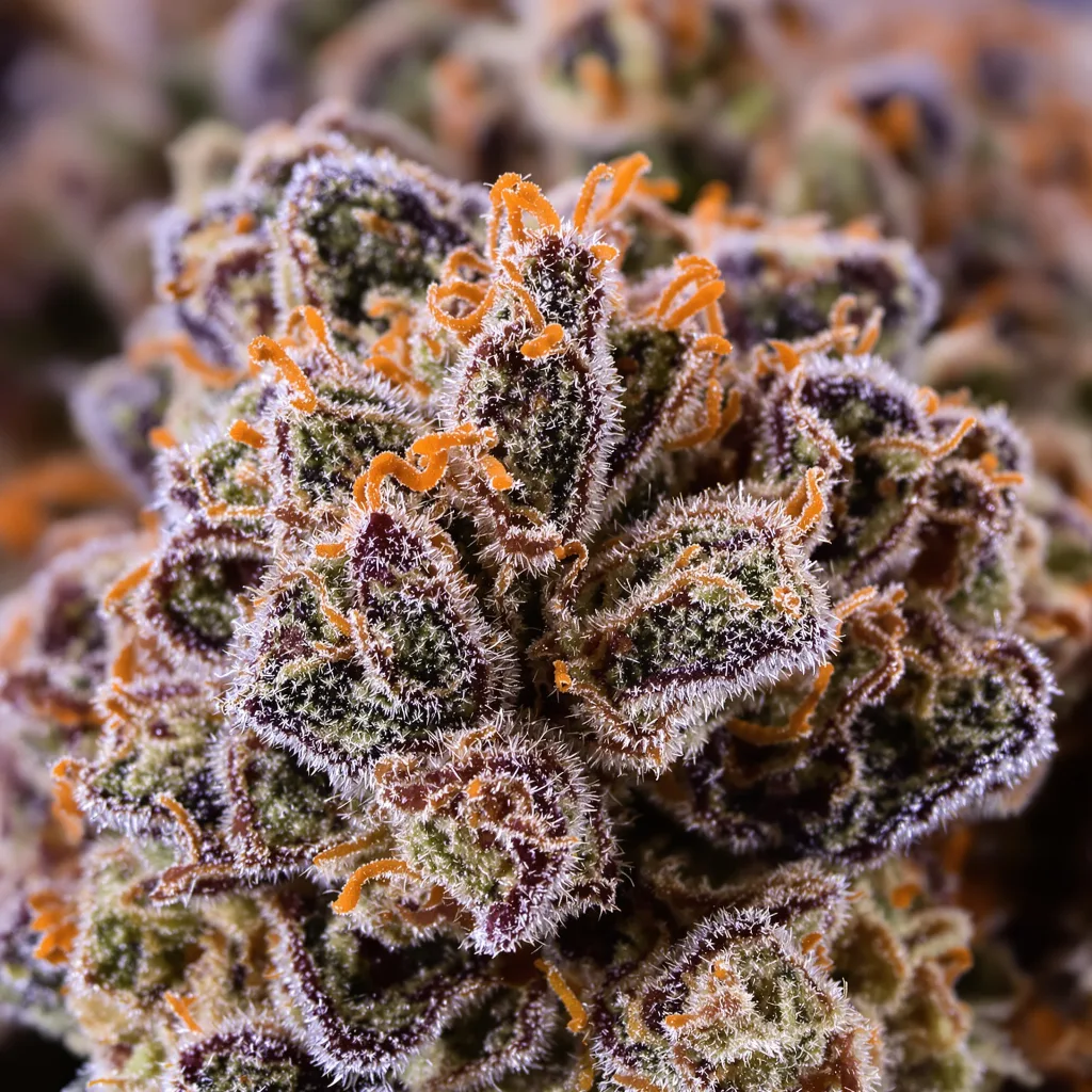 Gros plan de fleur de cannabis Danky Doodle montrant calices denses aux reflets violets