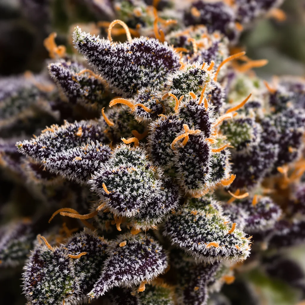 Gros plan de fleur de cannabis Dark Star montrant calices denses aux reflets violets