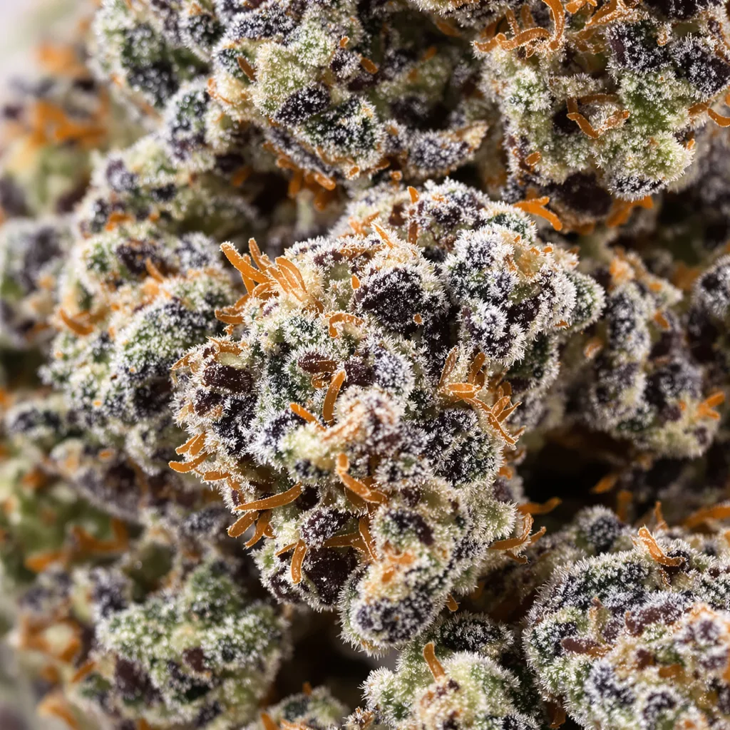 Gros plan de fleur de cannabis Darth Vader OG montrant calices denses aux reflets violets