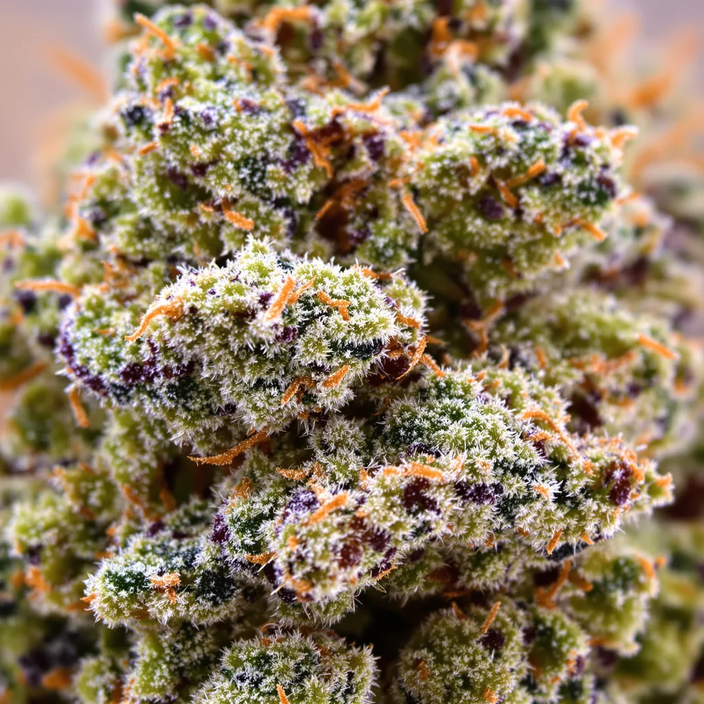 Gros plan de fleur de cannabis Deadhead OG montrant structure ouverte avec pistils orangés