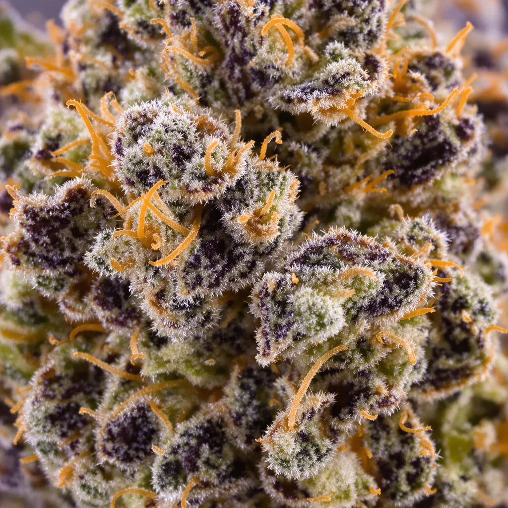 Gros plan de fleur de cannabis Death Bubba montrant calices denses aux reflets violets
