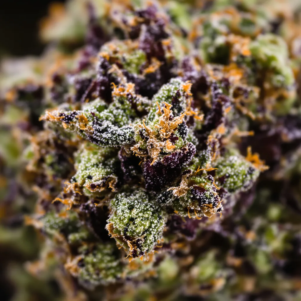 Gros plan de fleur de cannabis Death Star montrant calices denses aux reflets violets