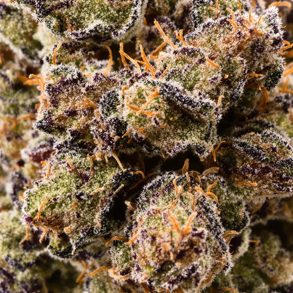 Gros plan de fleur de cannabis Death Star montrant calices denses aux reflets violets