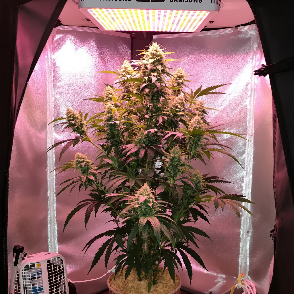 Plante de cannabis Death Star OG en floraison — 60-100 cm autofloraison