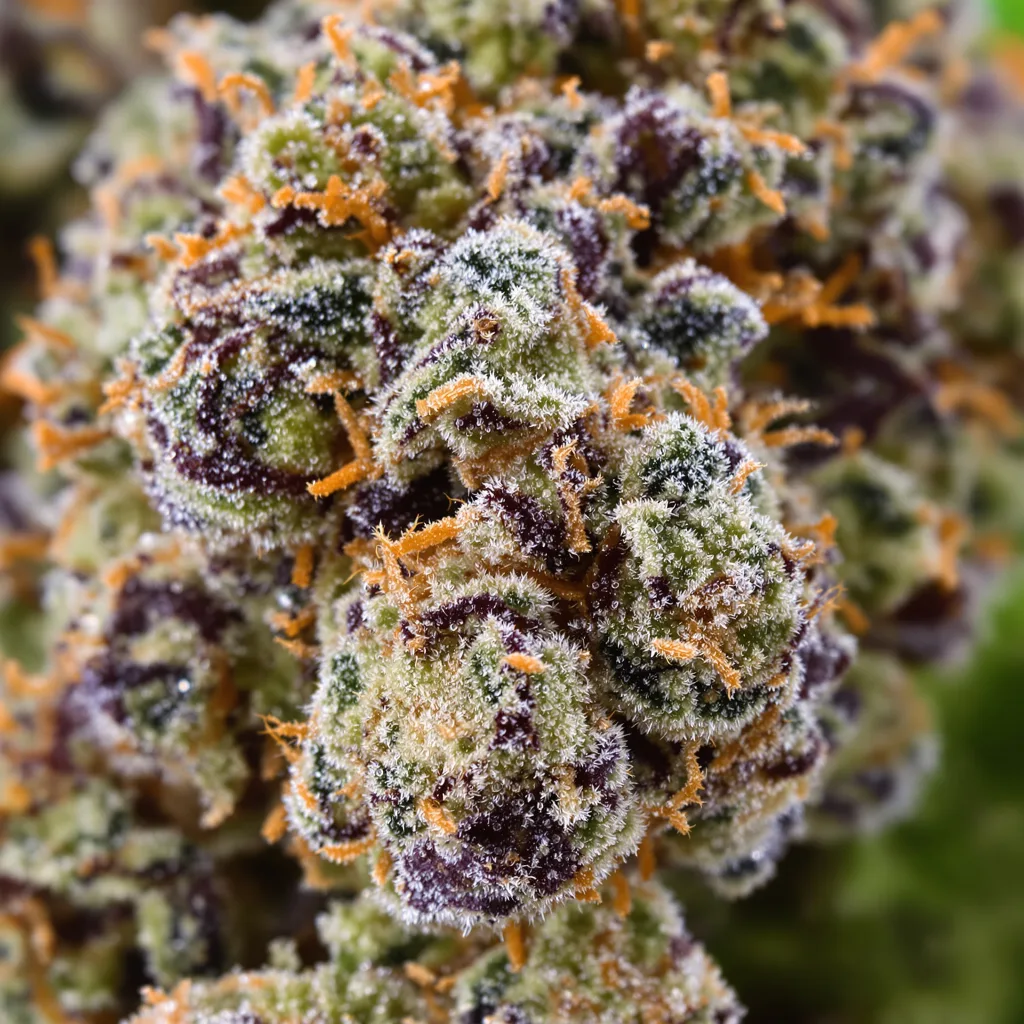 Gros plan de fleur de cannabis Denver Maple montrant calices denses aux reflets violets