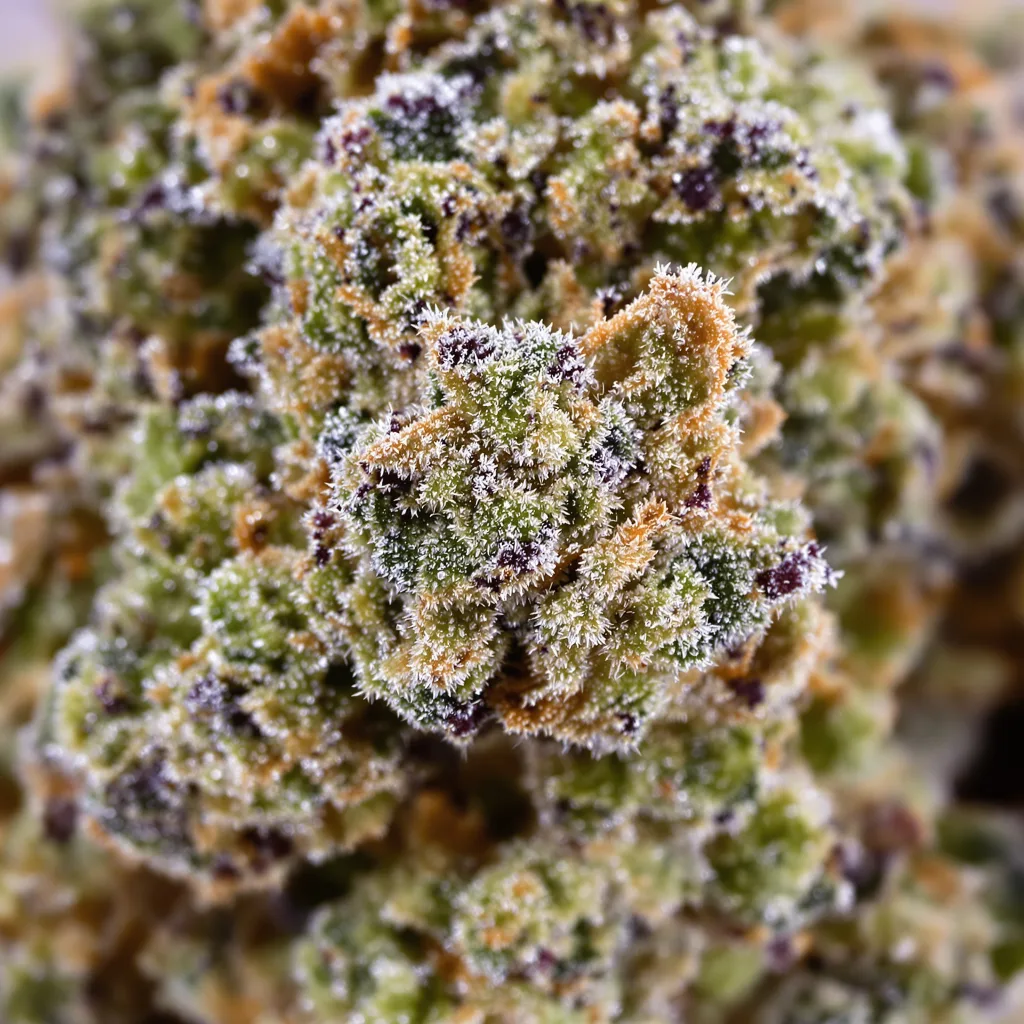 Gros plan de fleur de cannabis Diablo montrant structure équilibrée avec trichomes givrés