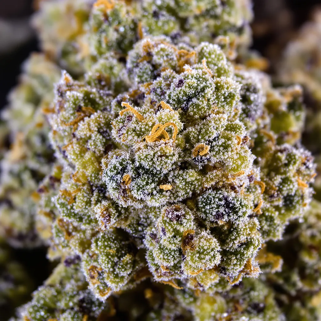 Gros plan de fleur de cannabis Diamond OG montrant structure équilibrée avec trichomes givrés
