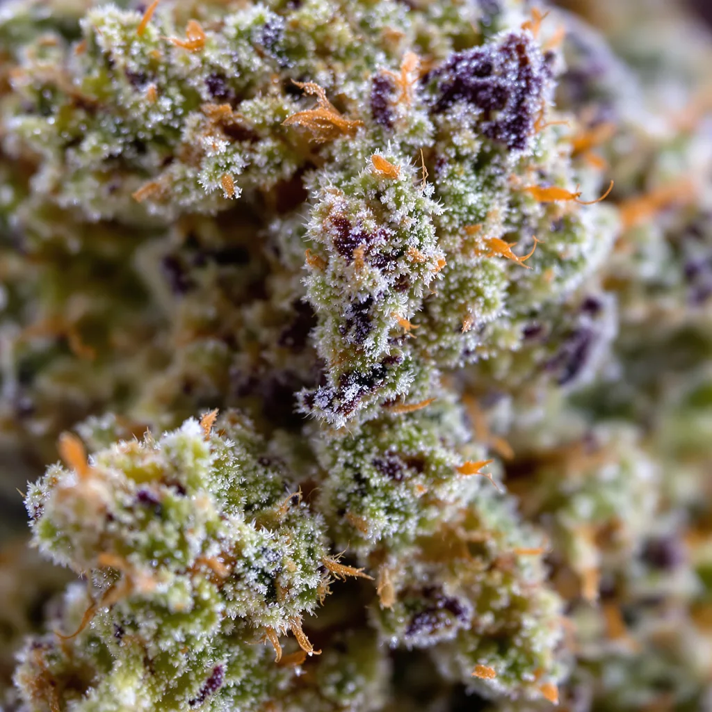 Gros plan de fleur de cannabis Digweed montrant structure ouverte avec pistils orangés