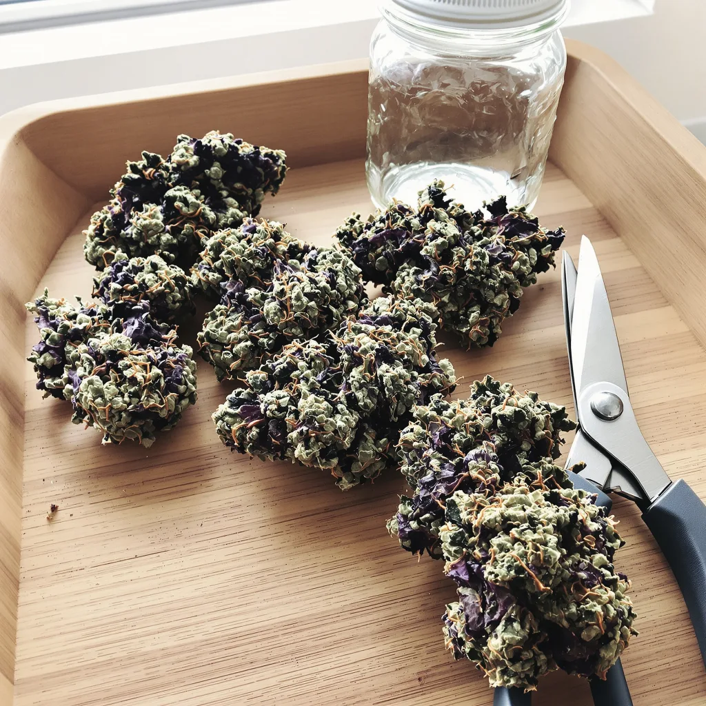 Dinachem 67% indica / 33% sativa — fleur avec trichomes visibles