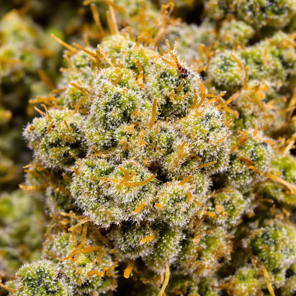 Gros plan de fleur de cannabis Dizzy OG montrant structure aérée vert lime