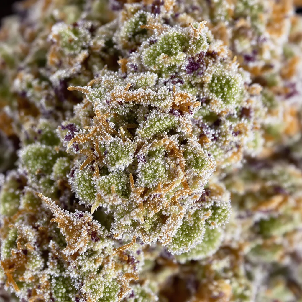 Gros plan de fleur de cannabis Donna OG montrant structure équilibrée avec trichomes givrés