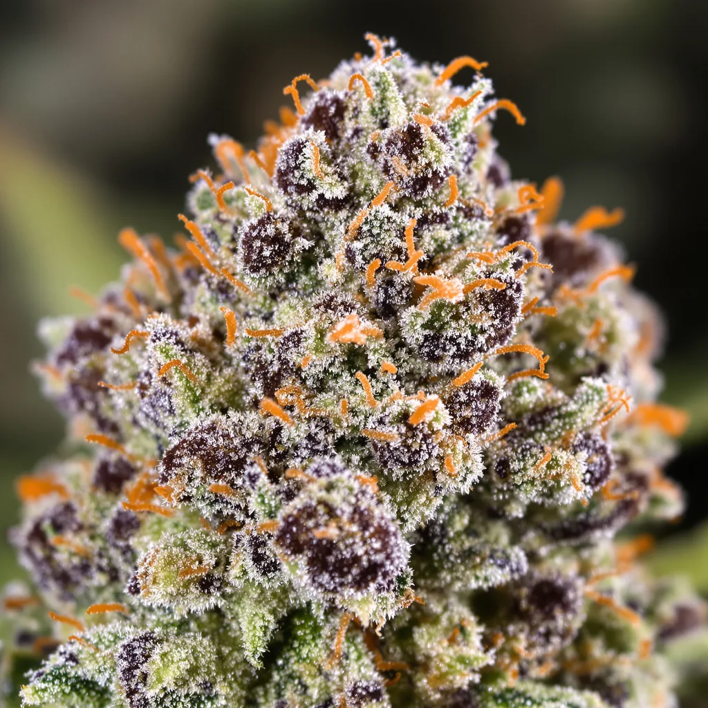 Gros plan de fleur de cannabis Double Bubble montrant structure équilibrée avec trichomes givrés