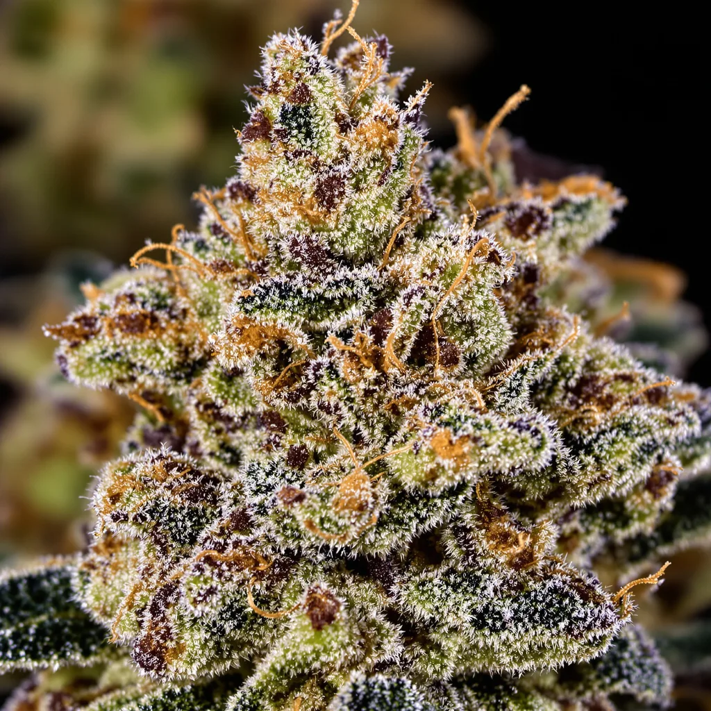Gros plan de fleur de cannabis Double Tangie Banana montrant calices denses aux reflets violets