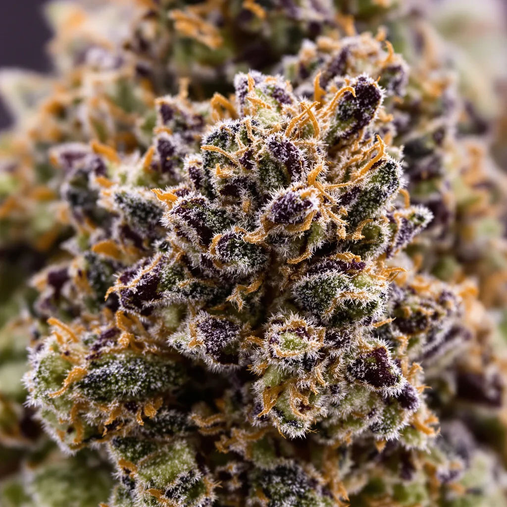 Gros plan de fleur de cannabis Dr. Funk montrant calices denses aux reflets violets