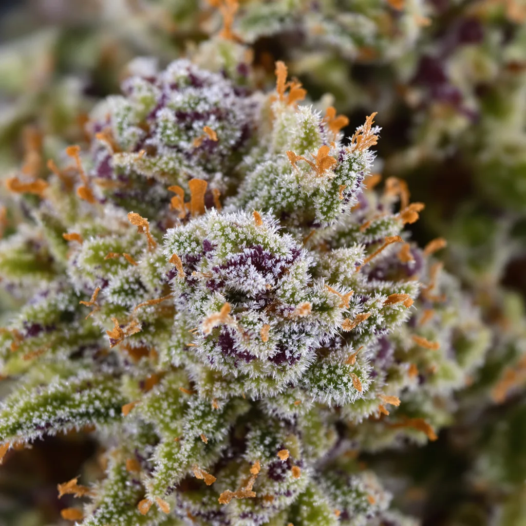 Gros plan de fleur de cannabis Dragon's Breath montrant structure équilibrée avec trichomes givrés