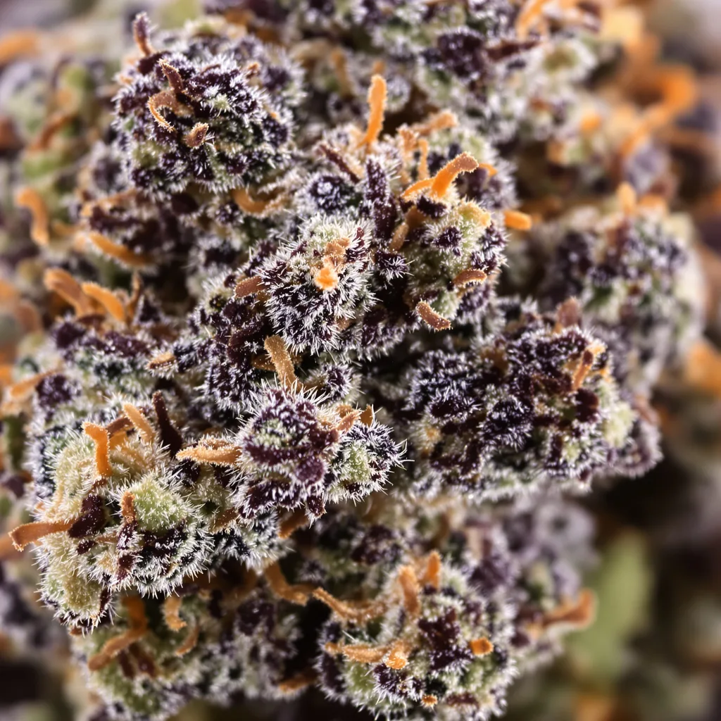 Gros plan de fleur de cannabis Dream Berry montrant calices denses aux reflets violets
