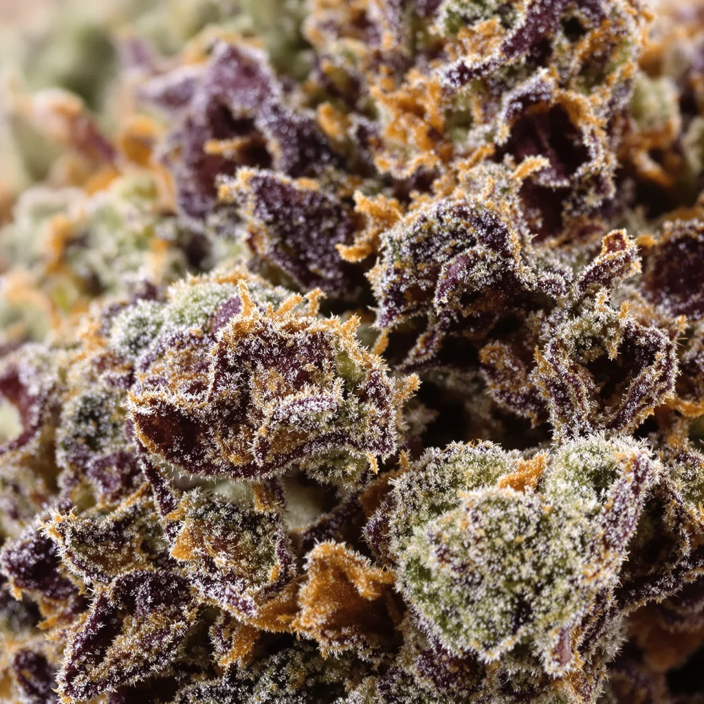 Gros plan de fleur de cannabis Dream Police montrant calices denses aux reflets violets