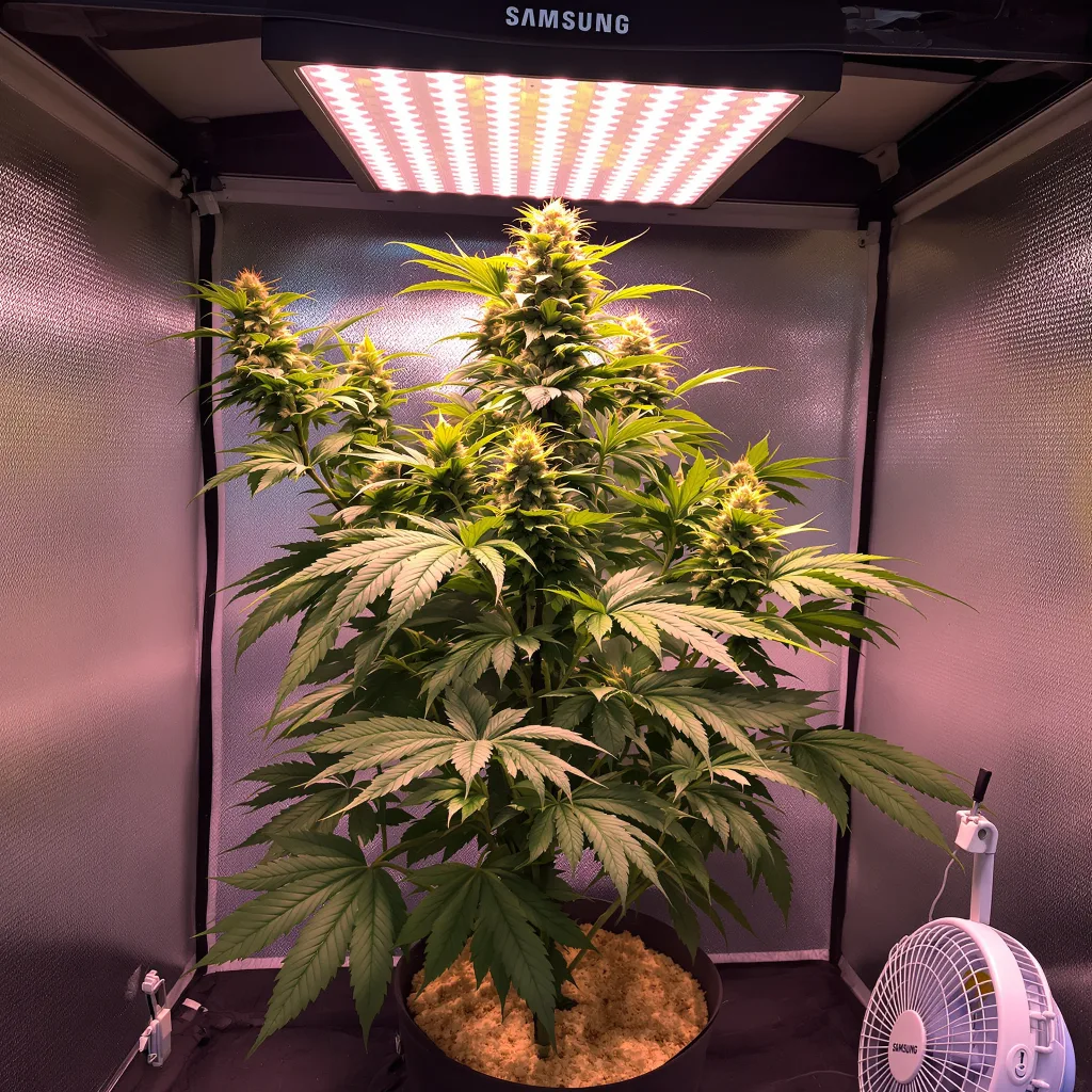 Plante de cannabis Dream Queen en floraison — 60-100 cm autofloraison