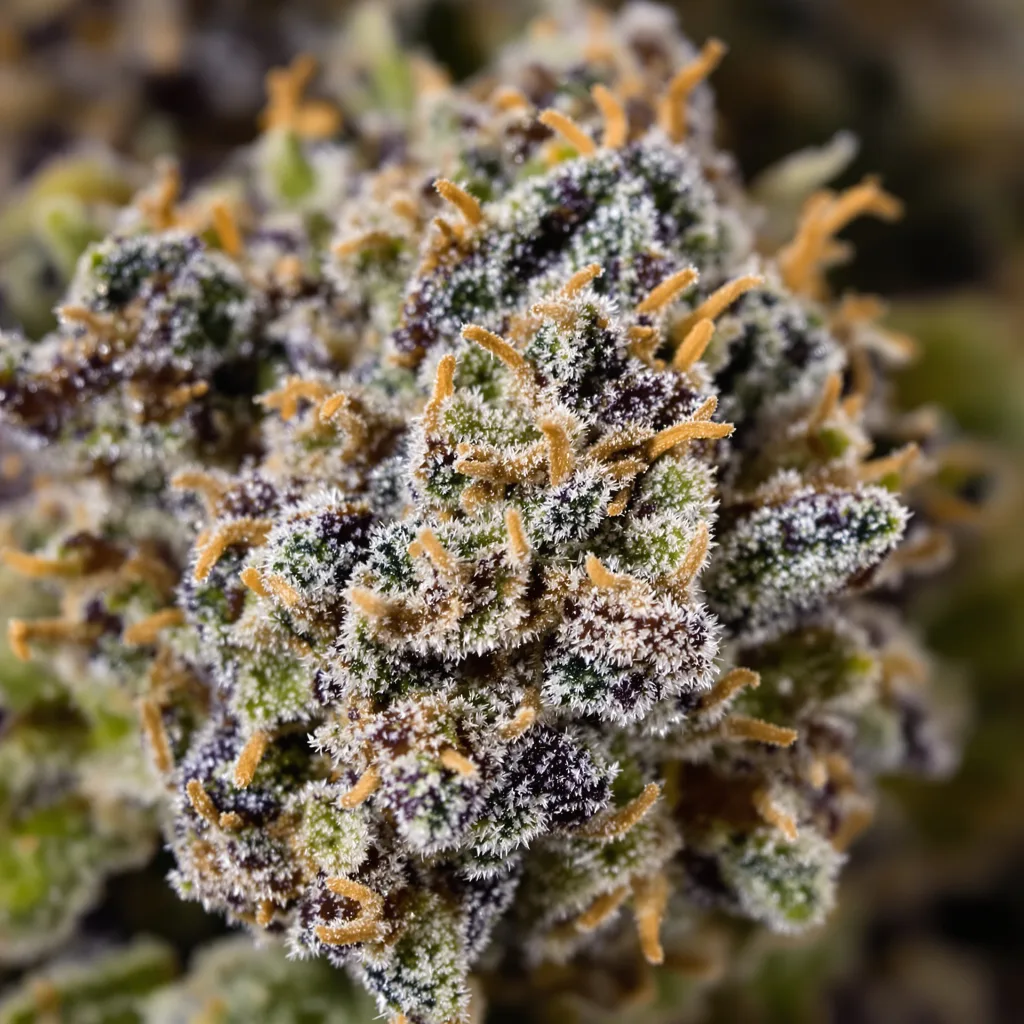 Gros plan de fleur de cannabis Dream Queen montrant calices denses aux reflets violets
