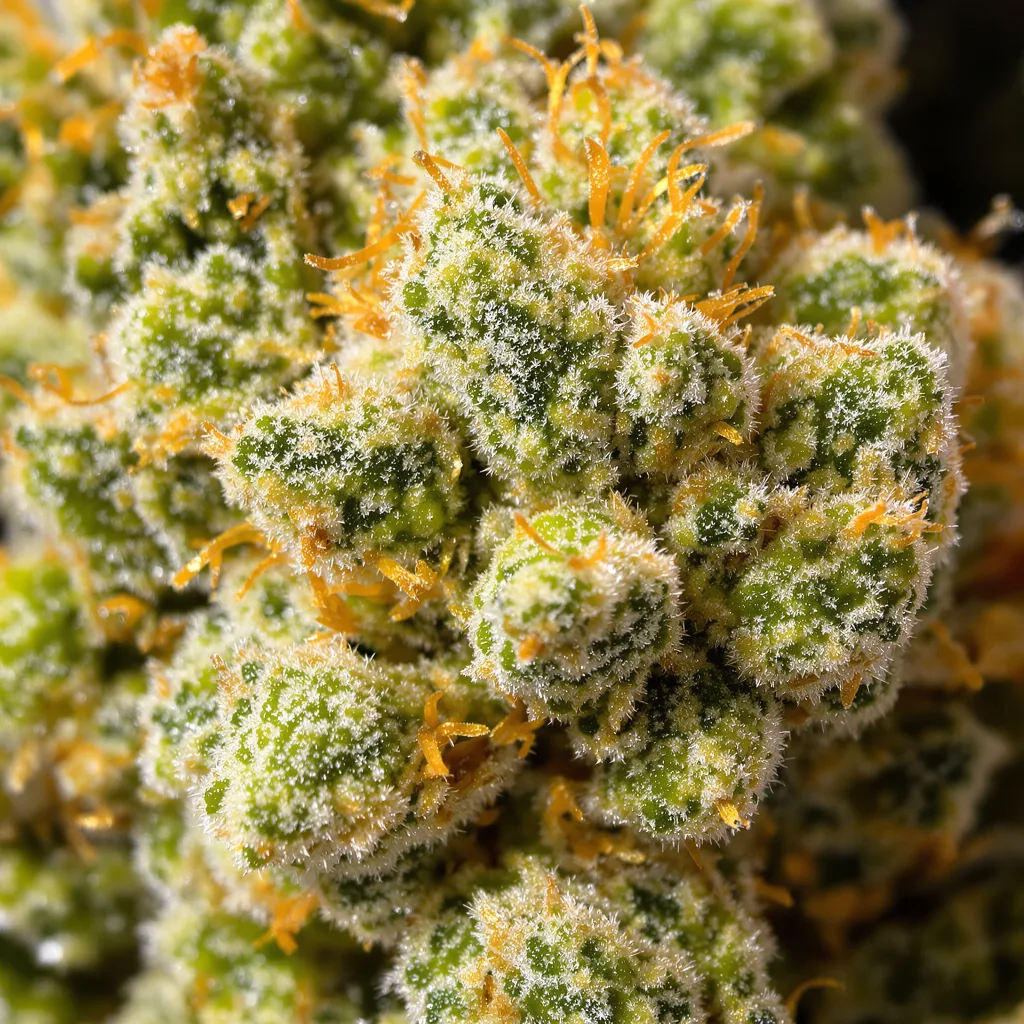 Gros plan de fleur de cannabis Durban Poison montrant structure aérée vert lime