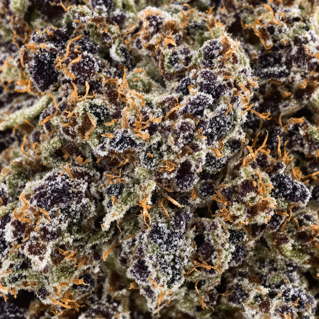 Gros plan de fleur de cannabis Durga Mata montrant calices denses aux reflets violets