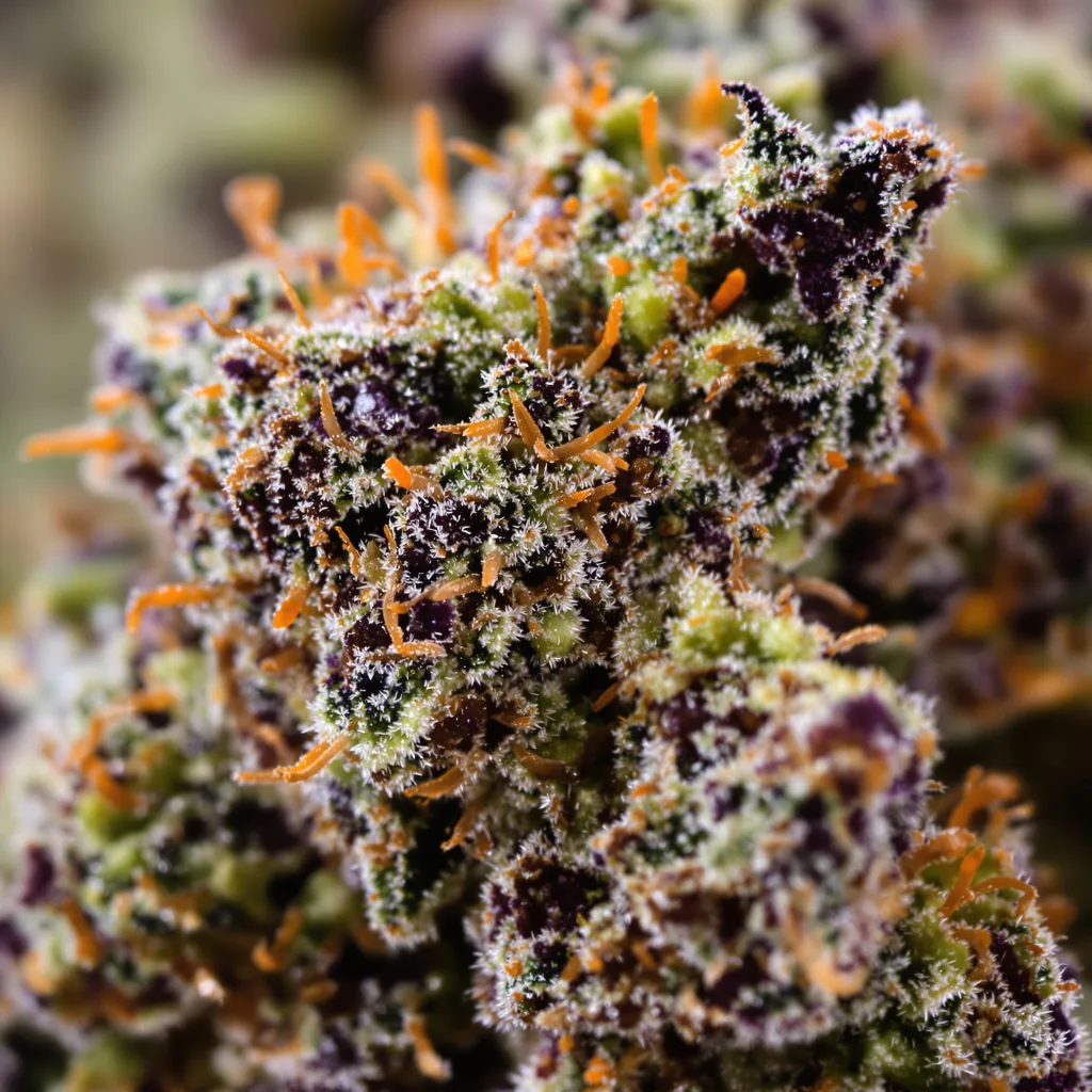 Gros plan de fleur de cannabis Dutch Kush montrant calices denses aux reflets violets
