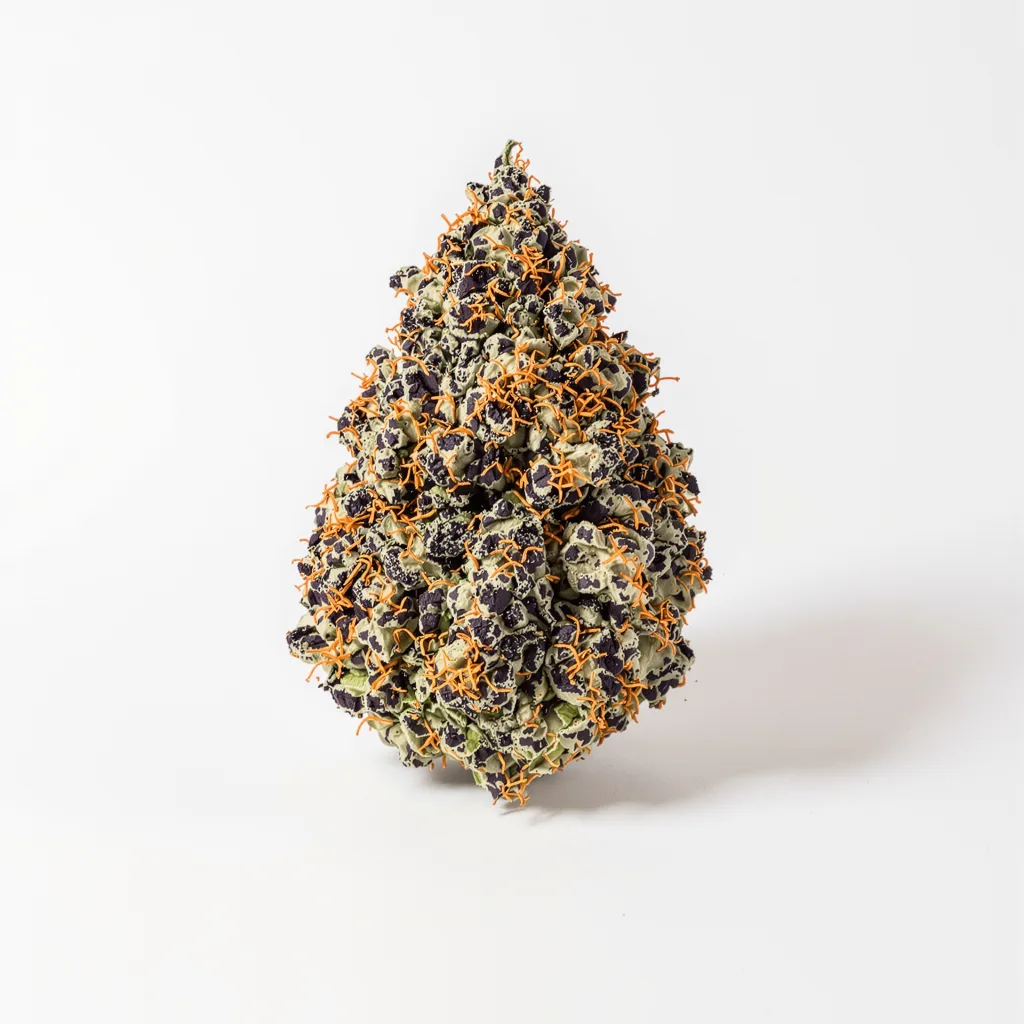 Dutch Kush 70% indica / 30% sativa — fleur avec trichomes visibles