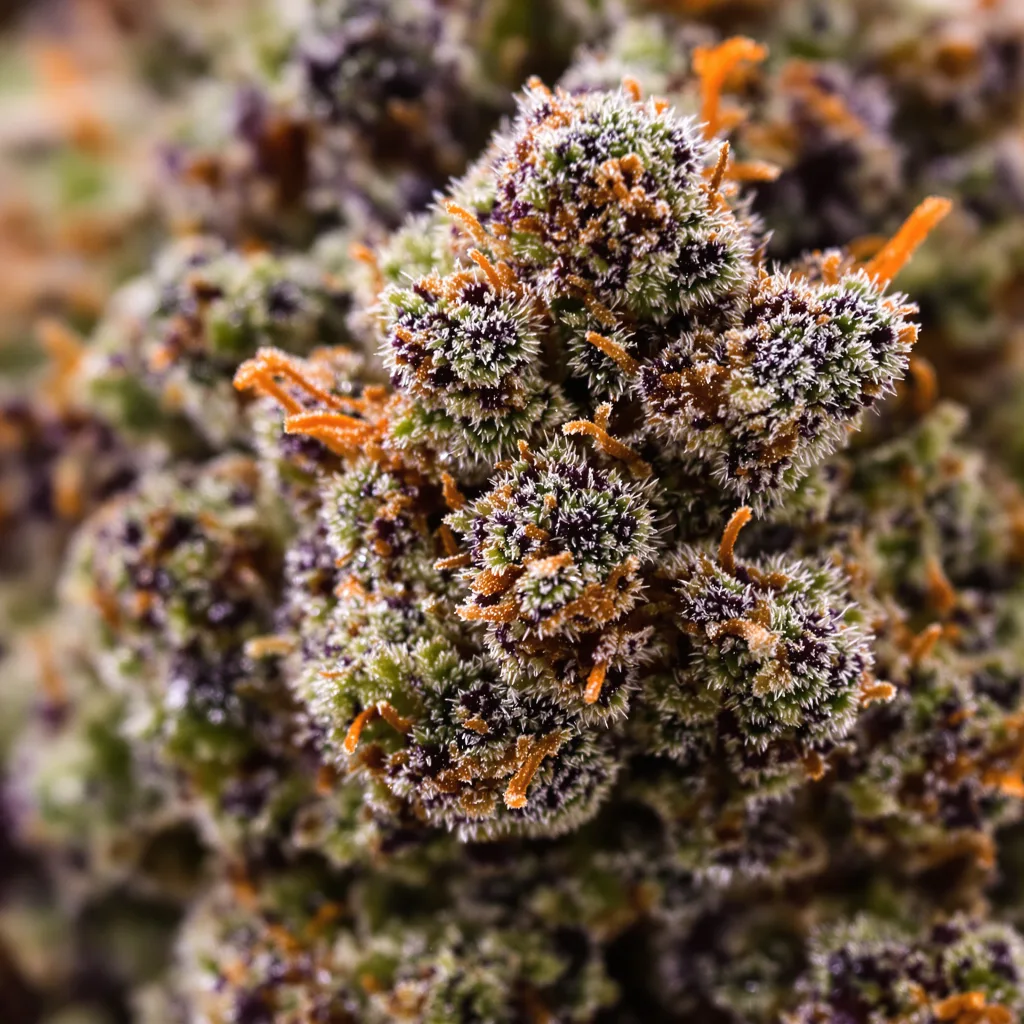 Gros plan de fleur de cannabis Early Girl montrant calices denses aux reflets violets