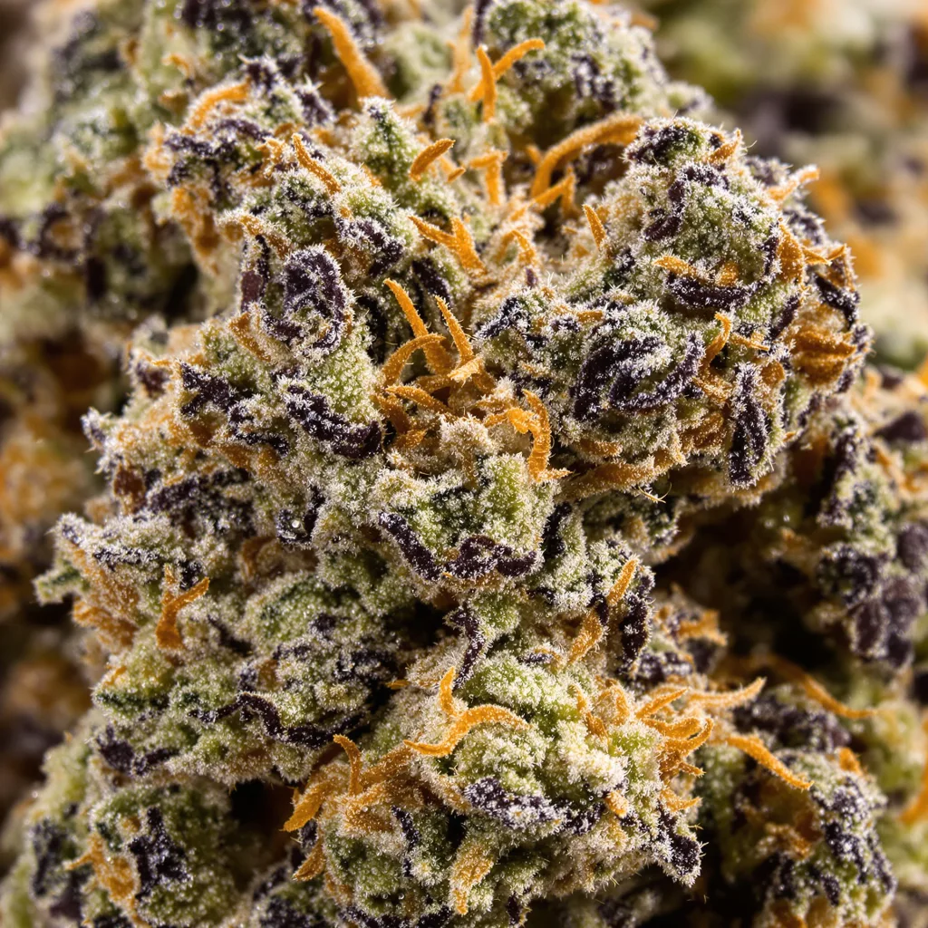 Gros plan de fleur de cannabis Early Skunk montrant calices denses aux reflets violets