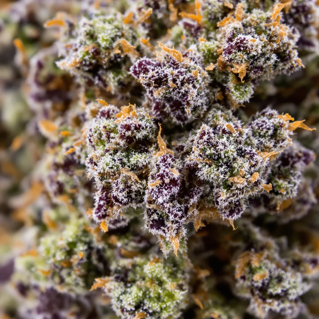 Gros plan de fleur de cannabis Ecto Cooler montrant calices denses aux reflets violets