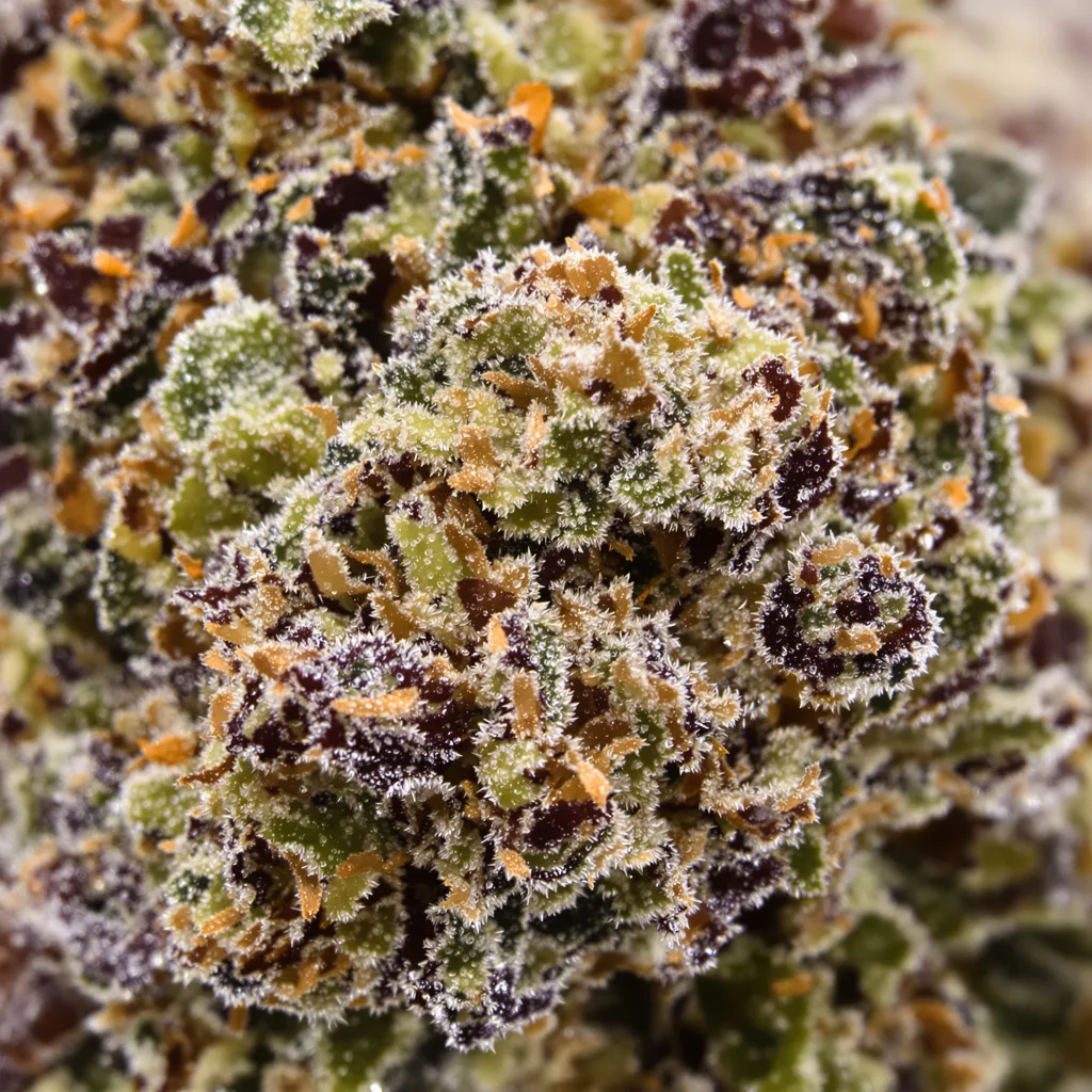 Gros plan de fleur de cannabis El Perro montrant calices denses aux reflets violets